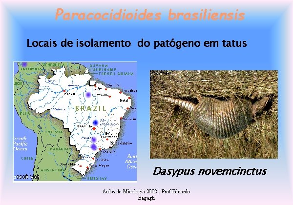 Paracocidioides brasiliensis Locais de isolamento do patógeno em tatus Dasypus novemcinctus Aulas de Micologia