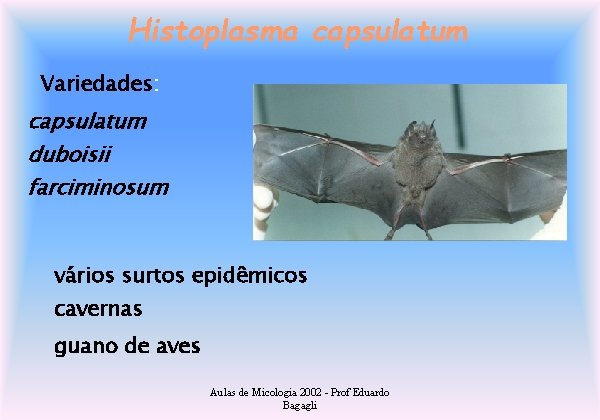 Histoplasma capsulatum Variedades: capsulatum duboisii farciminosum vários surtos epidêmicos cavernas guano de aves Aulas