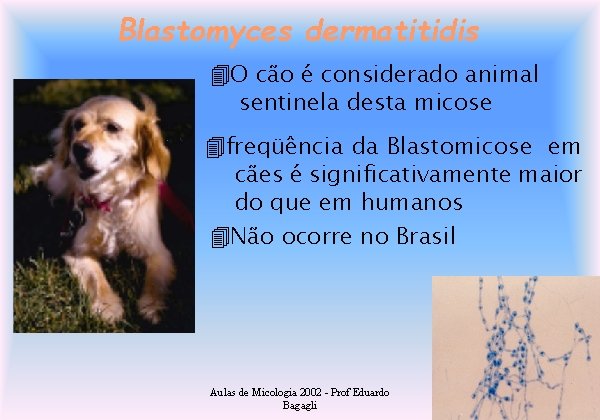 Blastomyces dermatitidis O cão é considerado animal sentinela desta micose freqüência da Blastomicose em