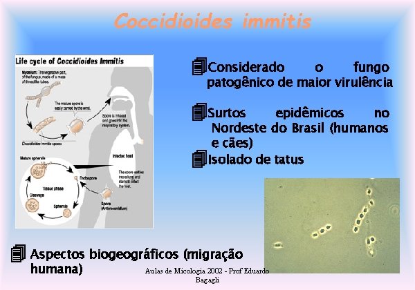 Coccidioides immitis Considerado o fungo patogênico de maior virulência Surtos epidêmicos no Nordeste do
