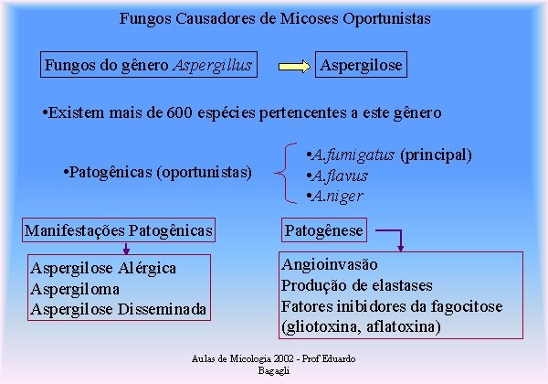 Fungos Causadores de Micoses Oportunistas Fungos do gênero Aspergillus Aspergilose • Existem mais de