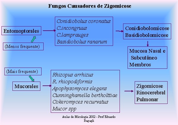 Fungos Causadores de Zigomicose Entomoptorales (Menos frequente) (Mais frequente) Mucorales Conidiobolus coronatus C. incongruus