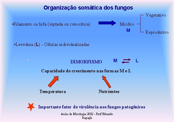 Organização somática dos fungos Vegetativo • Filamento ou hifa (septada ou cenocítica) Micélio M
