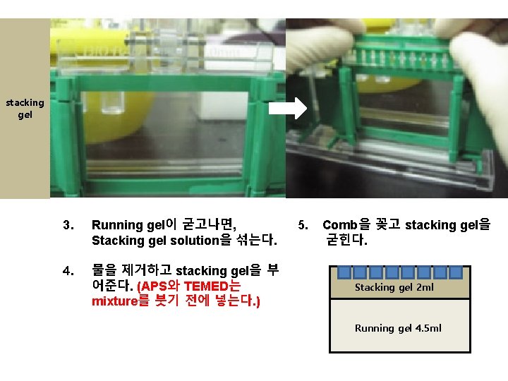 stacking gel 3. Running gel이 굳고나면, Stacking gel solution을 섞는다. 4. 물을 제거하고 stacking