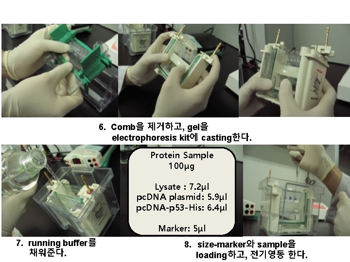 6. Comb을 제거하고, gel을 electrophoresis kit에 casting한다. Protein Sample 100μg Lysate : 7. 2μl