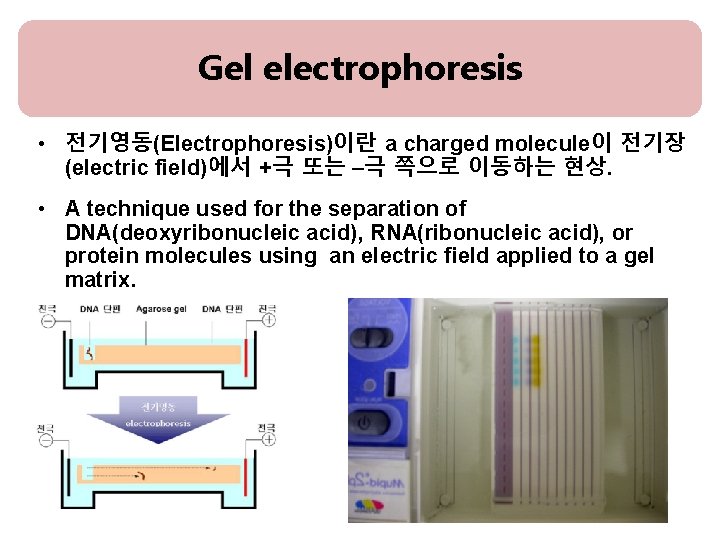 Gel electrophoresis • 전기영동(Electrophoresis)이란 a charged molecule이 전기장 (electric field)에서 +극 또는 –극 쪽으로