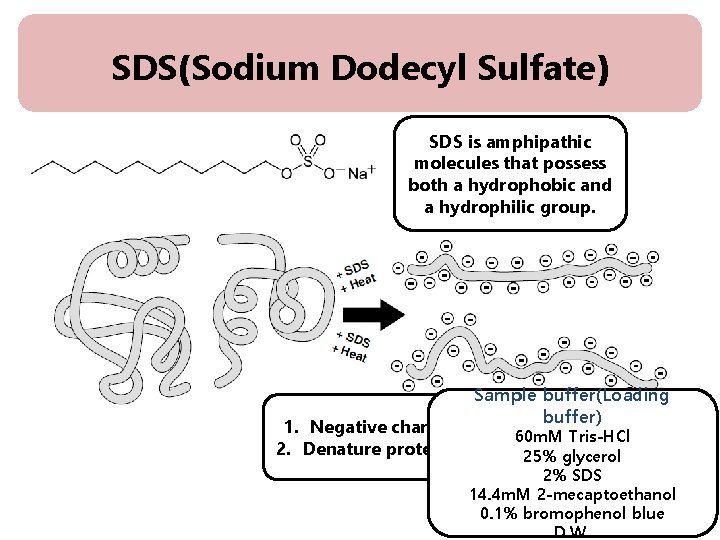 SDS(Sodium Dodecyl Sulfate) SDS is amphipathic molecules that possess both a hydrophobic and a