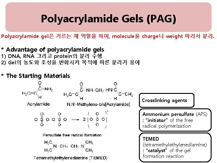 Polyacrylamide Gels (PAG) Polyacrylamide gel은 거르는 체 역할을 하여, molecule을 charge나 weight 따라서 분리.