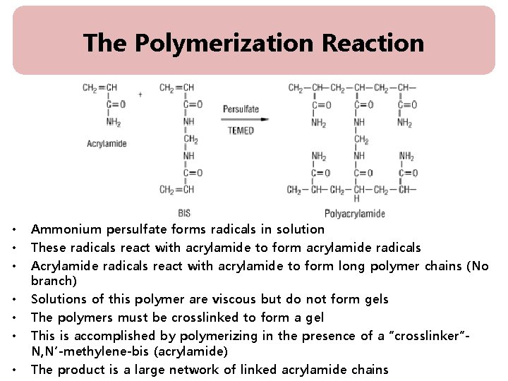 The Polymerization Reaction • • Ammonium persulfate forms radicals in solution These radicals react