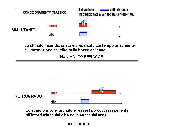 SIMULTANEO Lo stimolo incondizionato è presentato contemporaneamente all’introduzione del cibo nella bocca del cane.