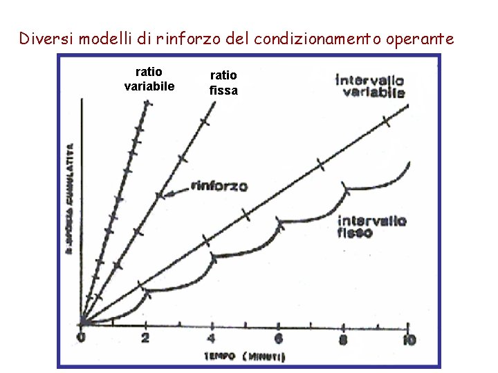 Diversi modelli di rinforzo del condizionamento operante ratio variabile ratio fissa 