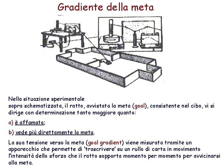 Gradiente della meta Nella situazione sperimentale sopra schematizzata, il ratto, avvistata la meta (goal),