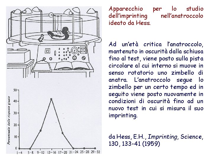 Apparecchio per lo studio dell’imprinting nell’anatroccolo ideato da Hess. Ad un’età critica l’anatroccolo, mantenuto