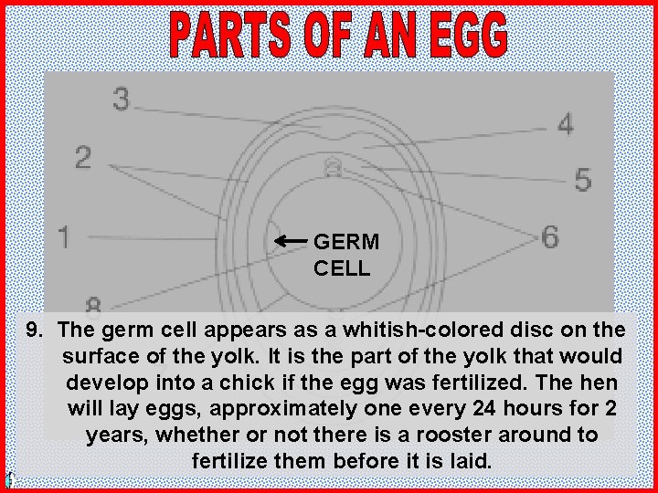 GERM CELL 9. The germ cell appears as a whitish-colored disc on the surface