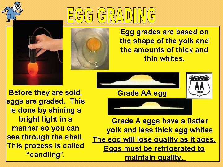 Egg grades are based on the shape of the yolk and the amounts of