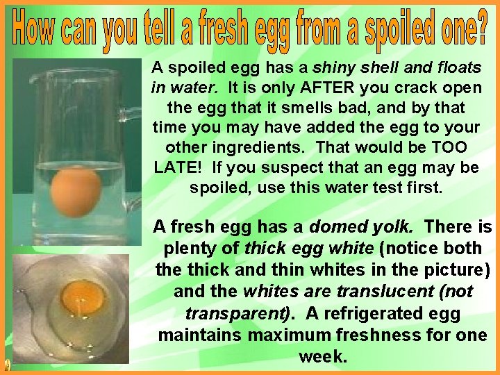 A spoiled egg has a shiny shell and floats in water. It is only