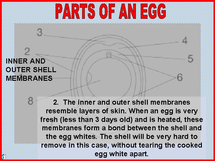 INNER AND OUTER SHELL MEMBRANES 2. The inner and outer shell membranes resemble layers