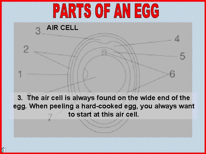 AIR CELL 3. The air cell is always found on the wide end of