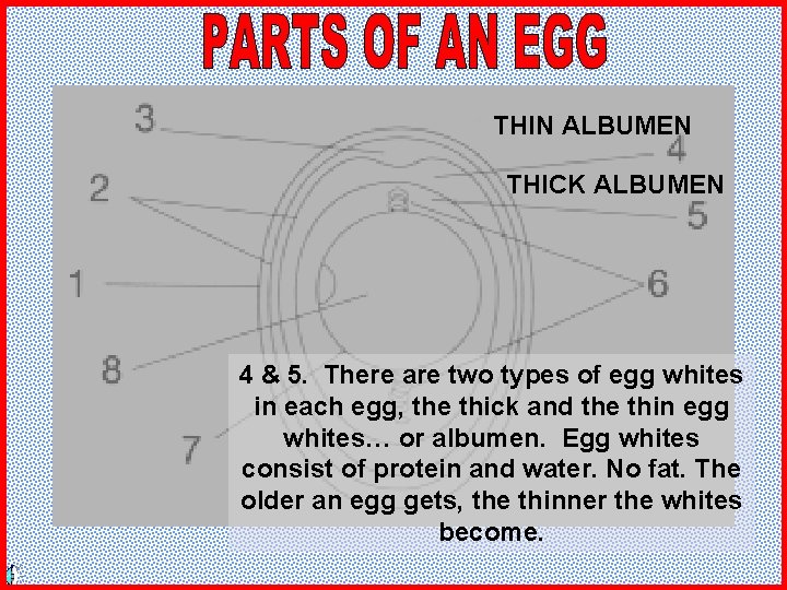 THIN ALBUMEN THICK ALBUMEN 4 & 5. There are two types of egg whites