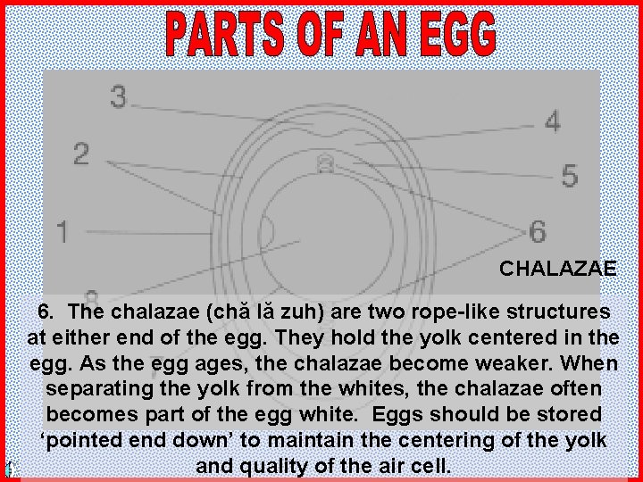 CHALAZAE 6. The chalazae (chă lă zuh) are two rope-like structures at either end