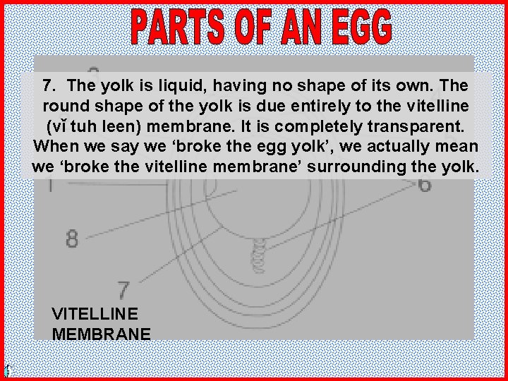 7. The yolk is liquid, having no shape of its own. The round shape