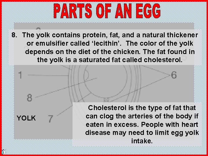 8. The yolk contains protein, fat, and a natural thickener or emulsifier called ‘lecithin’.