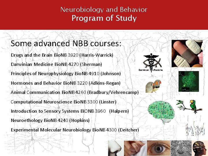 Neurobiology and Behavior Program of Study Some advanced NBB courses: Drugs and the Brain