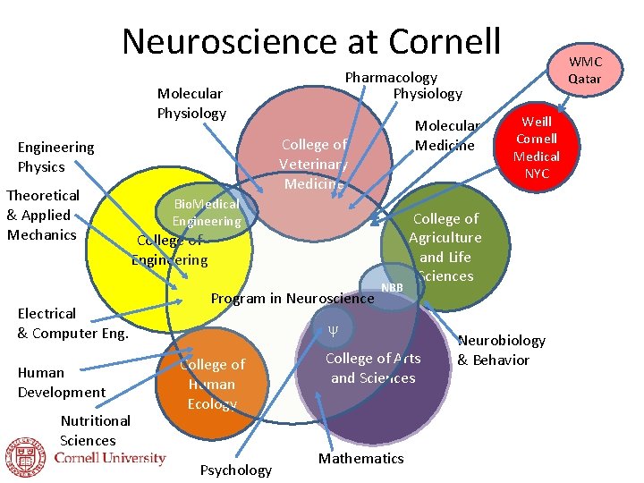 Neuroscience at Cornell Pharmacology Physiology Molecular Physiology Theoretical & Applied Mechanics Molecular Medicine College