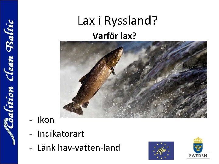 Lax i Ryssland? Varför lax? - Ikon - Indikatorart - Länk hav-vatten-land 