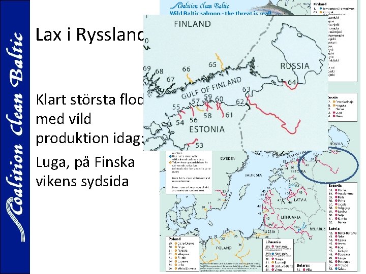 Lax i Ryssland? Klart största floden med vild produktion idag: Luga, på Finska vikens