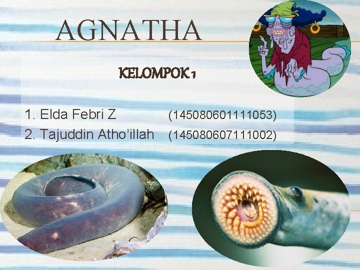 AGNATHA KELOMPOK 1 1. Elda Febri Z 2. Tajuddin Atho’illah (145080601111053) (145080607111002) 