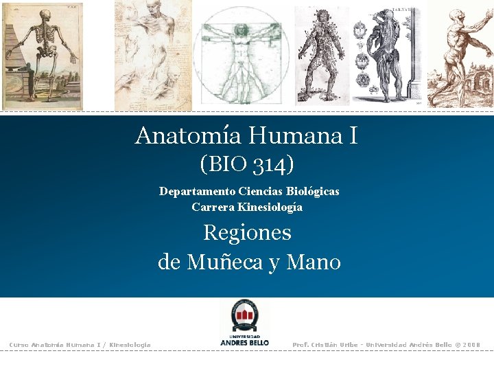 Anatomía Humana I (BIO 314) Departamento Ciencias Biológicas Carrera Kinesiología Regiones de Muñeca y