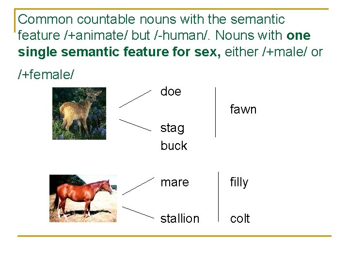 Common countable nouns with the semantic feature /+animate/ but /-human/. Nouns with one single