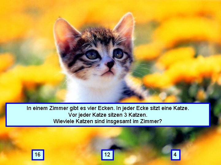 In einem Zimmer gibt es vier Ecken. In jeder Ecke sitzt eine Katze. verteilt