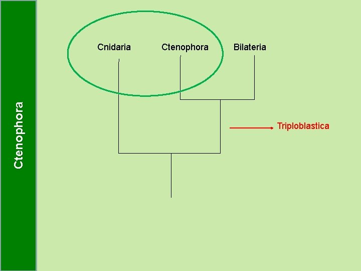 Ctenophora Cnidaria Ctenophora Bilateria Triploblastica 