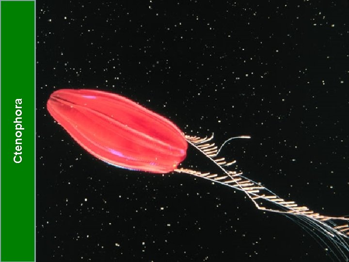 Ctenophora 