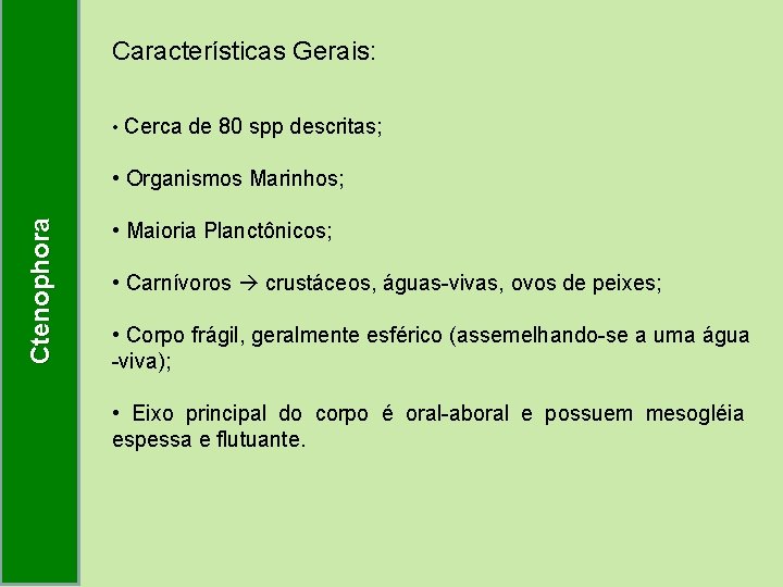 Características Gerais: • Cerca de 80 spp descritas; Ctenophora • Organismos Marinhos; • Maioria