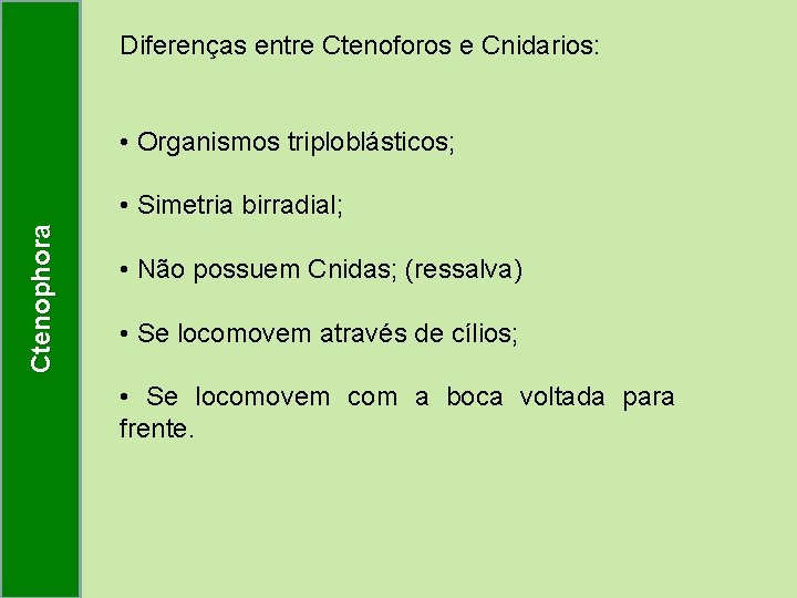 Diferenças entre Ctenoforos e Cnidarios: • Organismos triploblásticos; Ctenophora • Simetria birradial; • Não