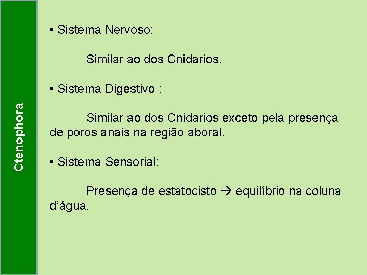  • Sistema Nervoso: Similar ao dos Cnidarios. Ctenophora • Sistema Digestivo : Similar