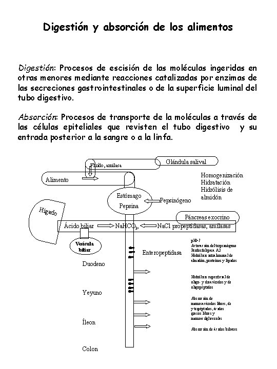 Digestión y absorción de los alimentos Digestión: Procesos de escisión de las moléculas ingeridas