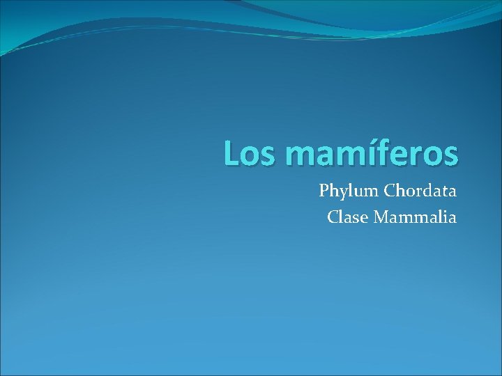 Los mamíferos Phylum Chordata Clase Mammalia 