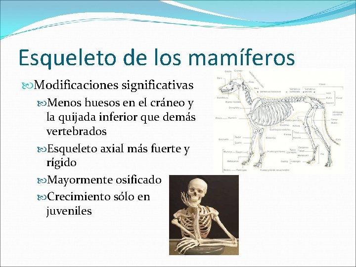 Esqueleto de los mamíferos Modificaciones significativas Menos huesos en el cráneo y la quijada