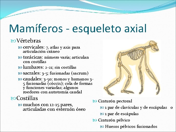 Mamíferos - esqueleto axial Vértebras cervicales: 7, atlas y axis para articulación cráneo torácicas: