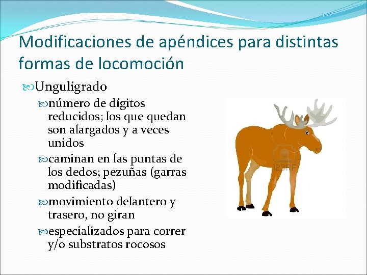 Modificaciones de apéndices para distintas formas de locomoción Ungulígrado número de dígitos reducidos; los