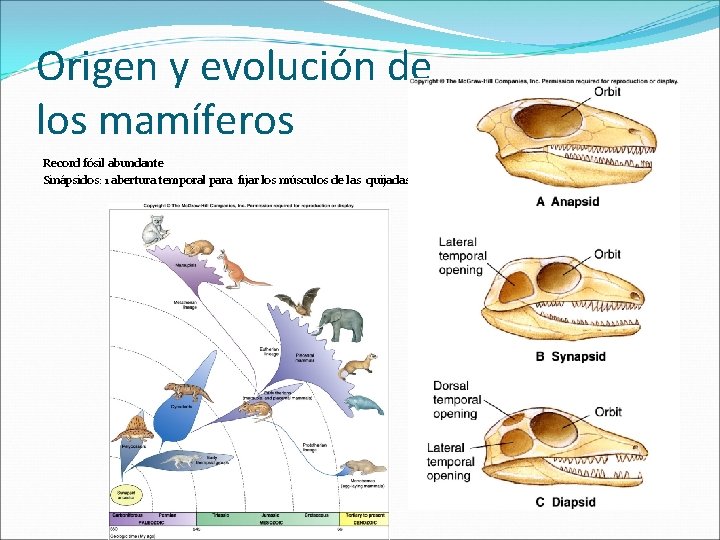 Origen y evolución de los mamíferos Record fósil abundante Sinápsidos: 1 abertura temporal para