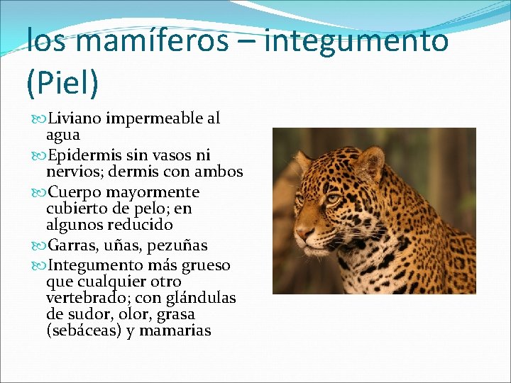 los mamíferos – integumento (Piel) Liviano impermeable al agua Epidermis sin vasos ni nervios;