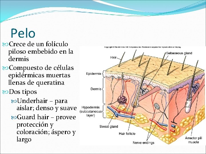 Pelo Crece de un folículo piloso embebido en la dermis Compuesto de células epidérmicas