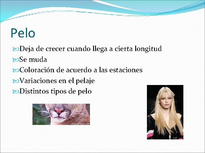 Pelo Deja de crecer cuando llega a cierta longitud Se muda Coloración de acuerdo