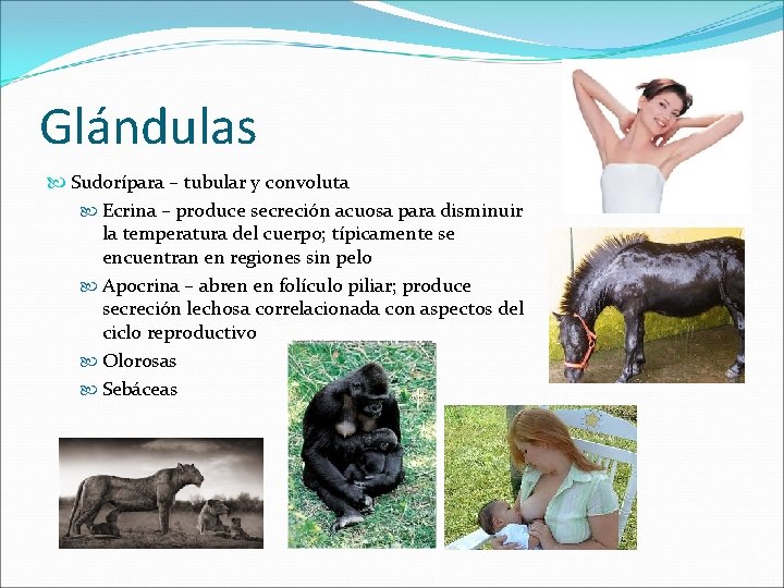 Glándulas Sudorípara – tubular y convoluta Ecrina – produce secreción acuosa para disminuir la