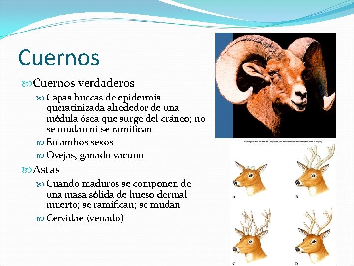 Cuernos verdaderos Capas huecas de epidermis queratinizada alrededor de una médula ósea que surge